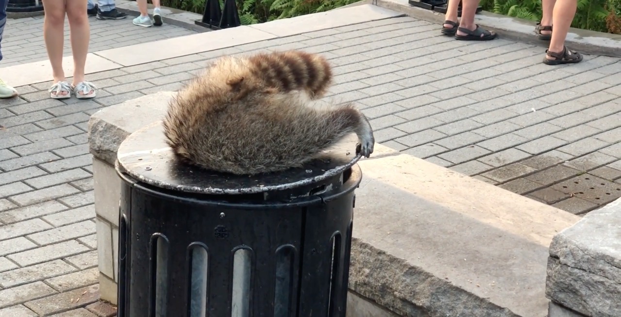 This adorable raccoon can't fit inside a Montreal garbage can (VIDEO) |  Curated