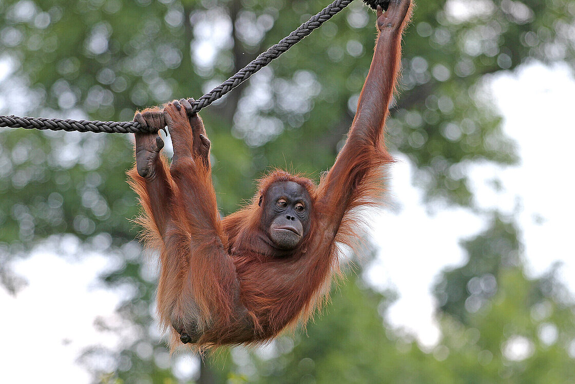 Sumatran Orangutans: Meet them at Zoo Leipzig!