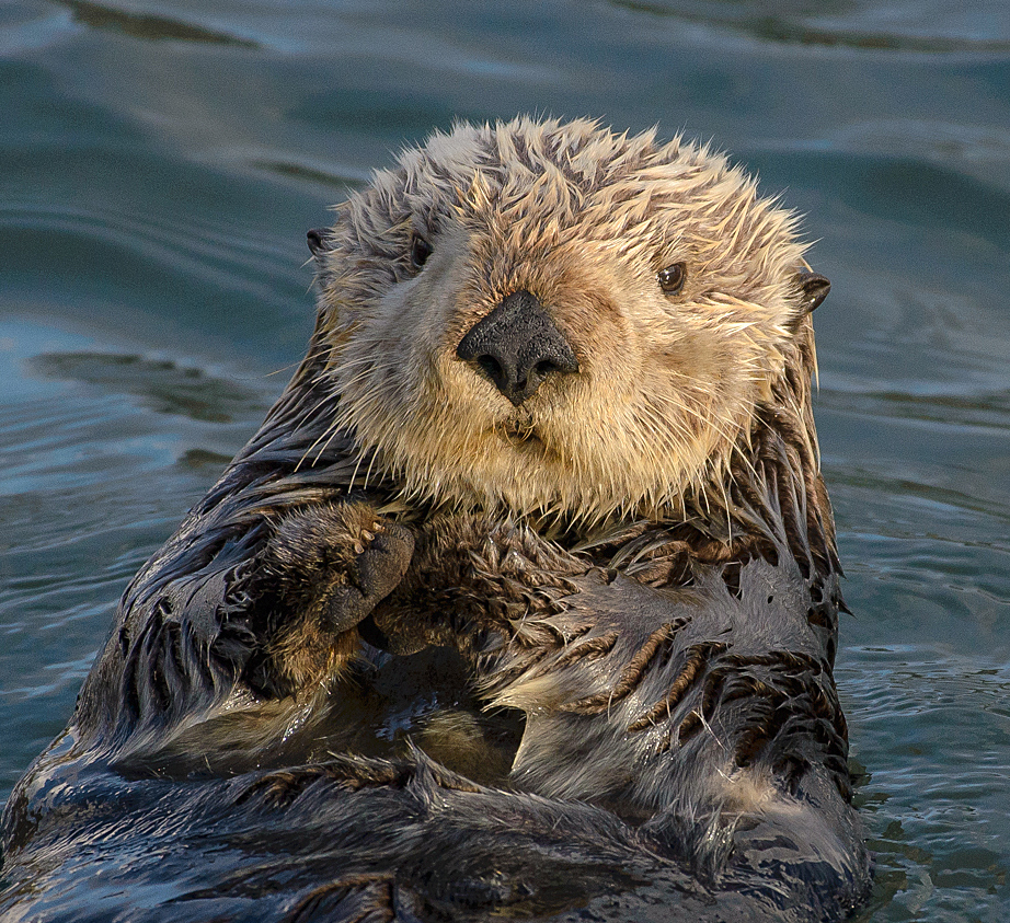 Sea otter - Wikipedia