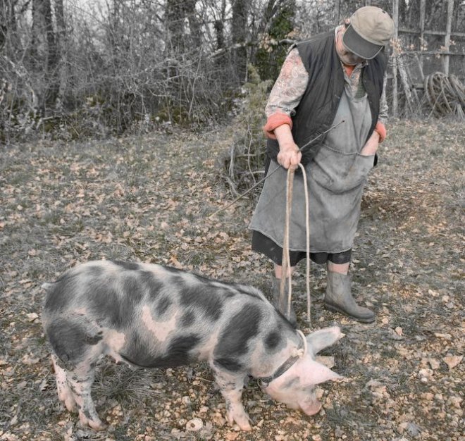Das Trüffelschwein und die Produzentendemokratie (Prager Frühling)