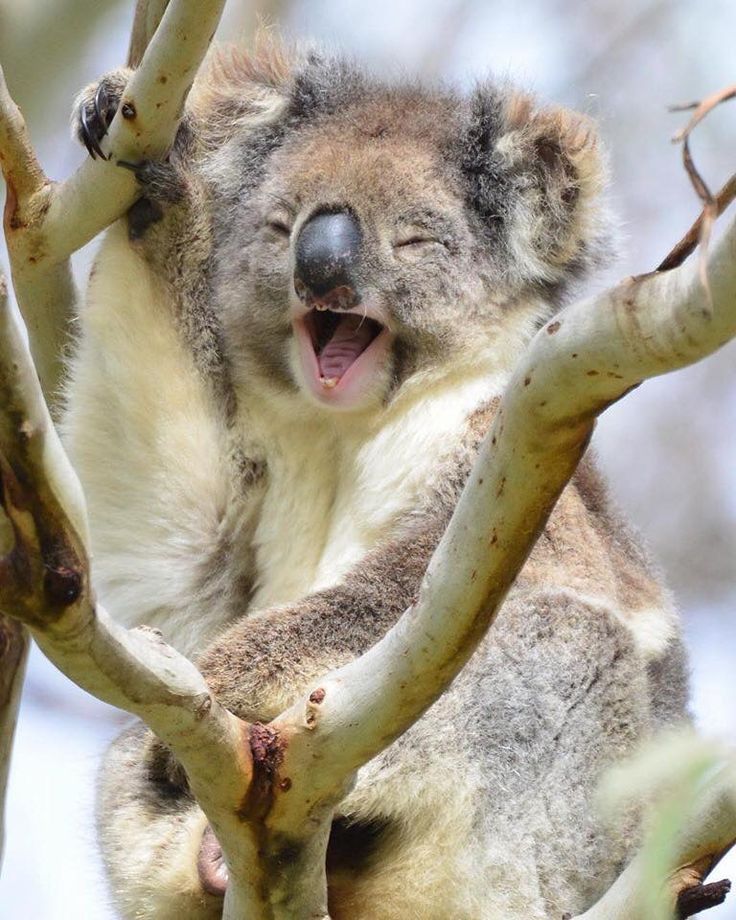 Pin on Koalas!